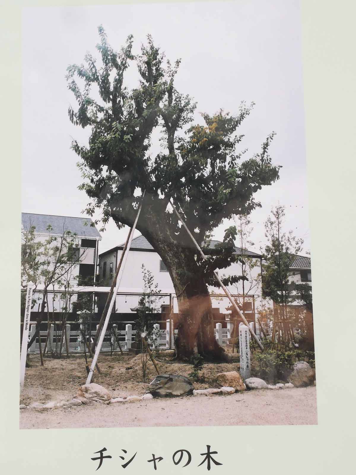 田守神社のチシャノキ