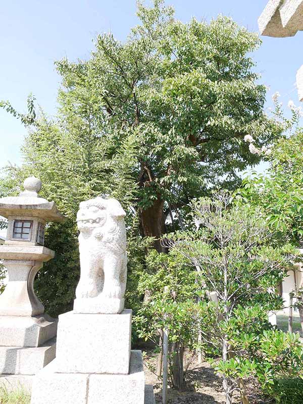 田守神社のチシャノキ