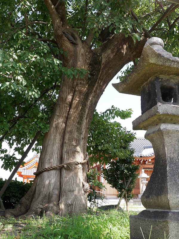 田守神社のチシャノキ