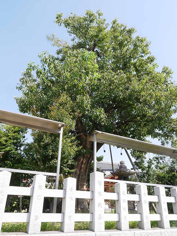 田守神社のチシャノキ