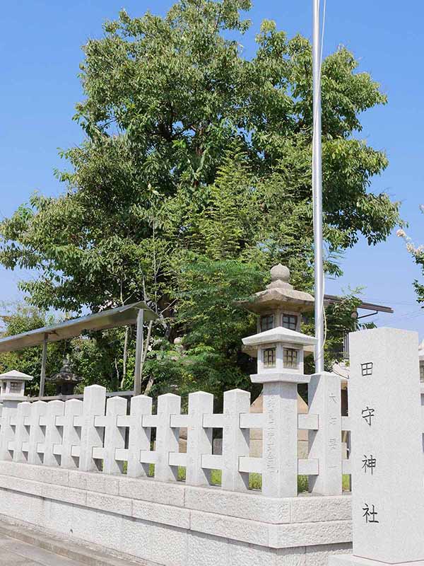 田守神社のチシャノキ