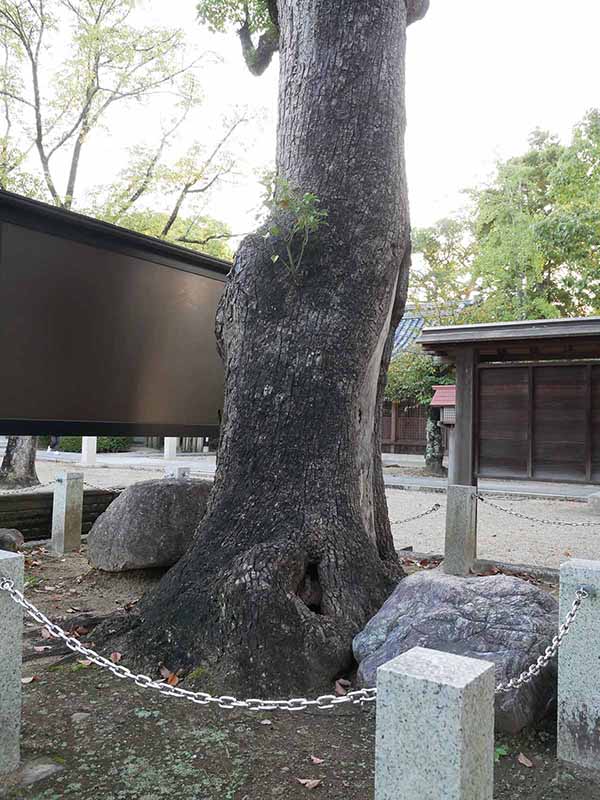 陶荒田神社のクスノキ