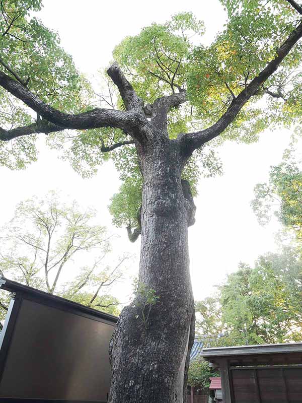 陶荒田神社のクスノキ