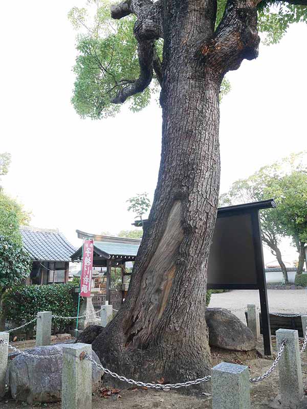 陶荒田神社のクスノキ