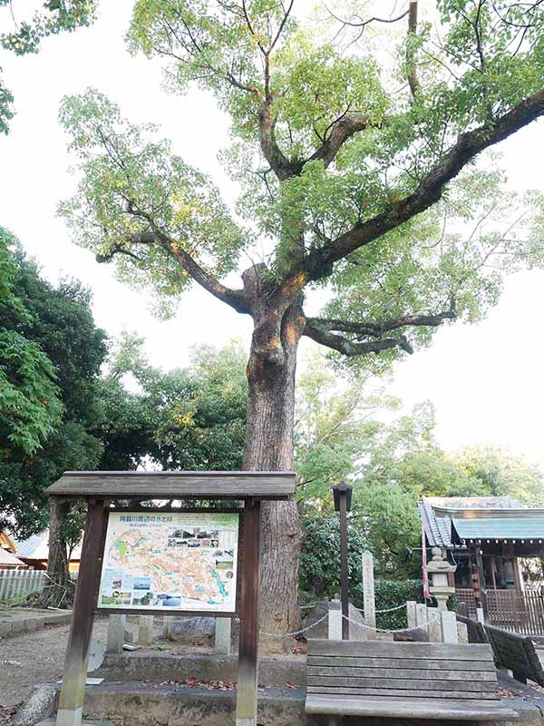 陶荒田神社のクスノキ