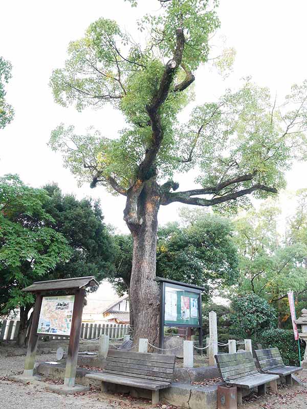 陶荒田神社のクスノキ