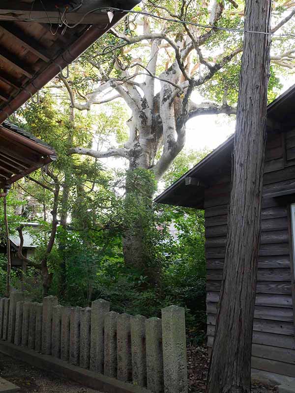 陶荒田神社のくろがねもち