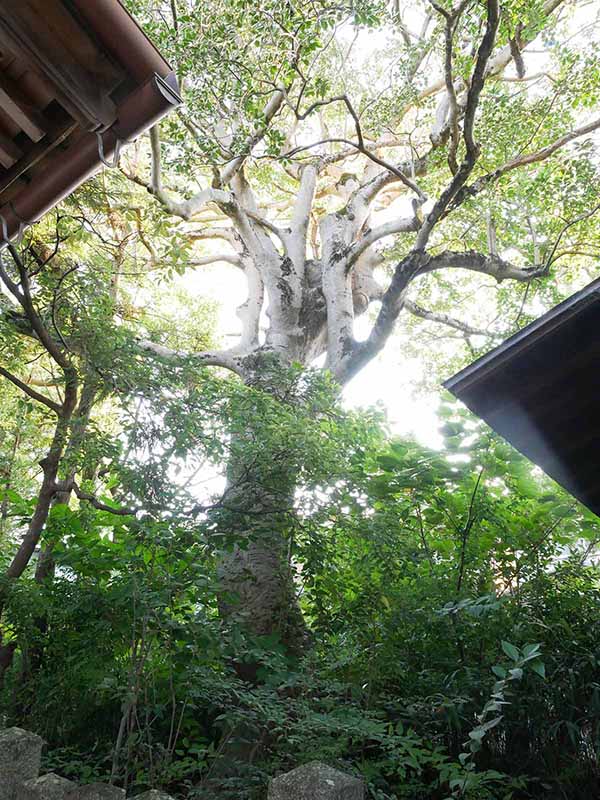 陶荒田神社のくろがねもち