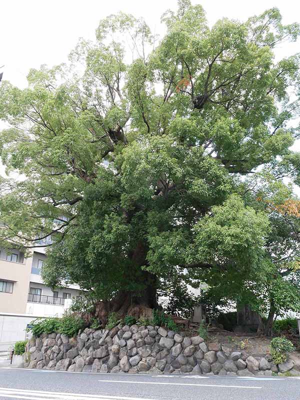 舎密局跡のクスノキ