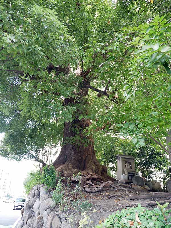 舎密局跡のクスノキ