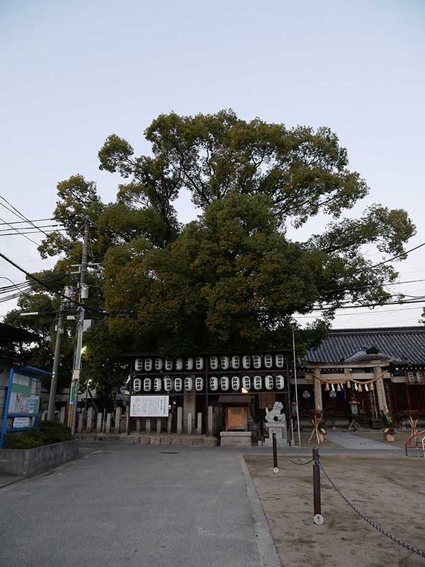 石津太神社のクスノキ101