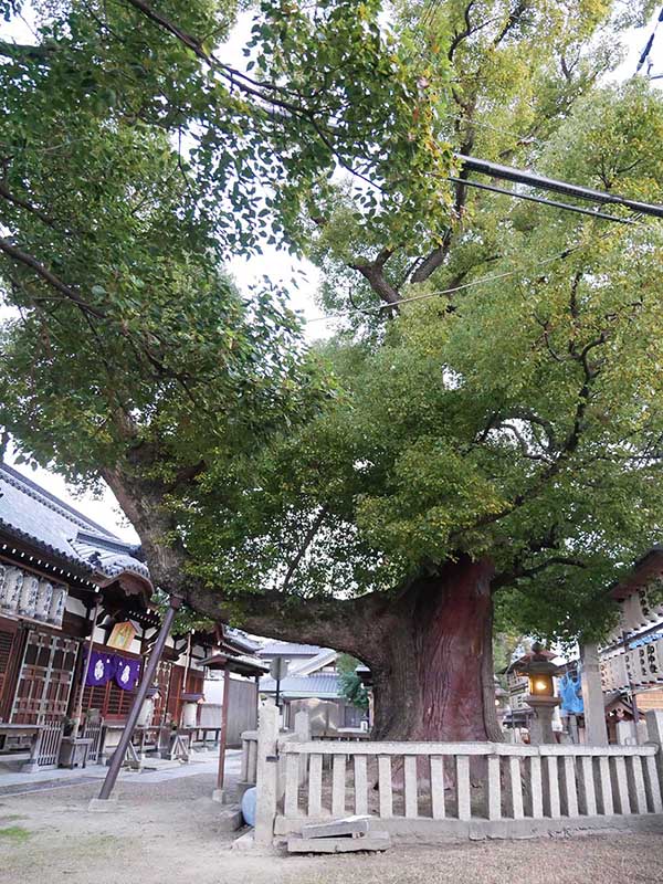 石津太神社のクスノキ101