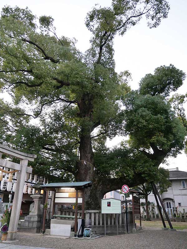 石津太神社のクスノキ101