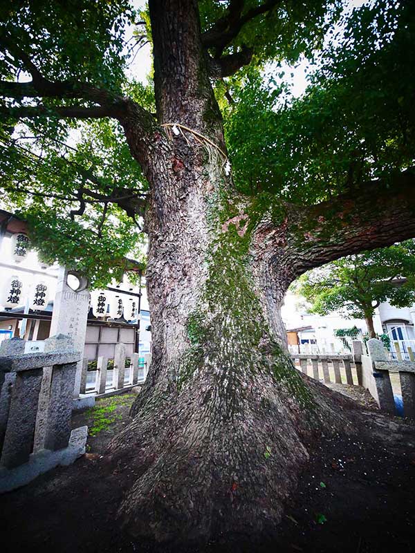 石津太神社のクスノキ101