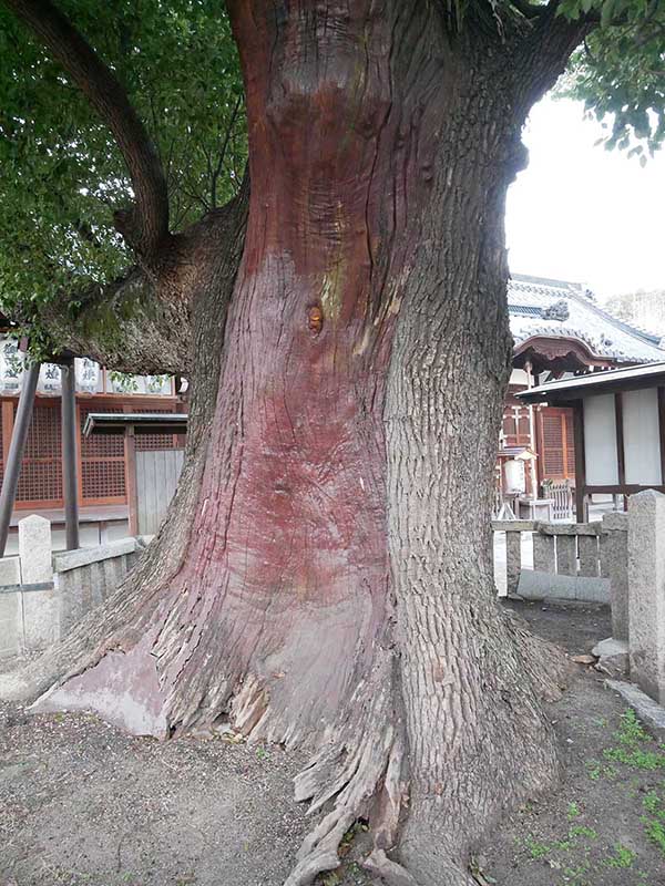 石津太神社のクスノキ101