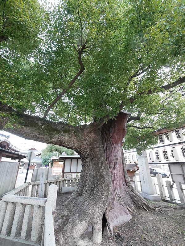 石津太神社のクスノキ101