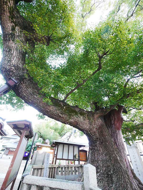 石津太神社のクスノキ101