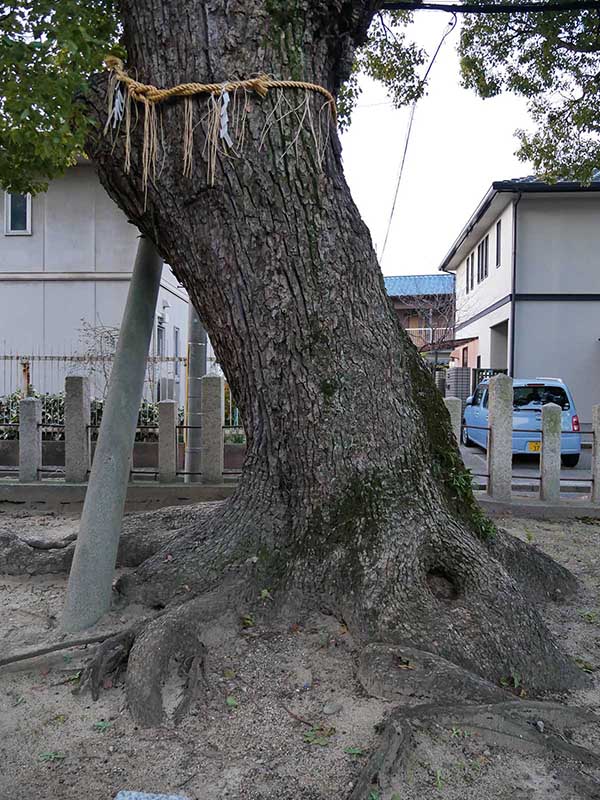 石津太神社のクスノキ102