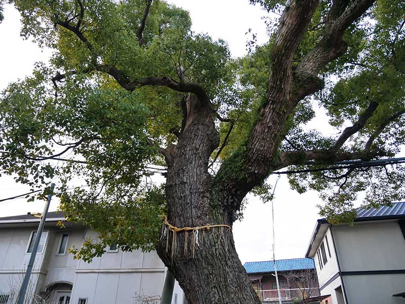 石津太神社のクスノキ102