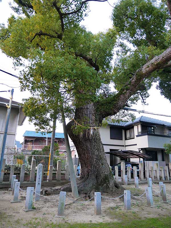 石津太神社のクスノキ102