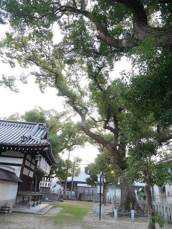 石津太神社のクスノキ102