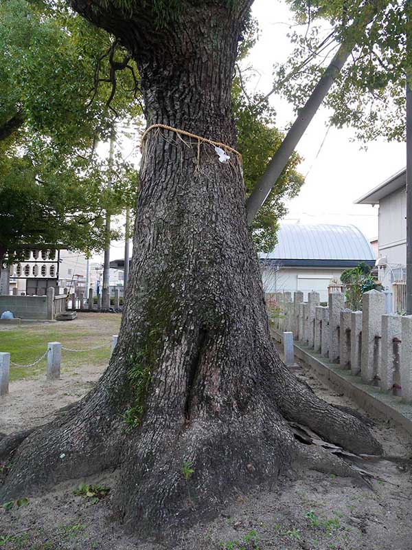 石津太神社のクスノキ102