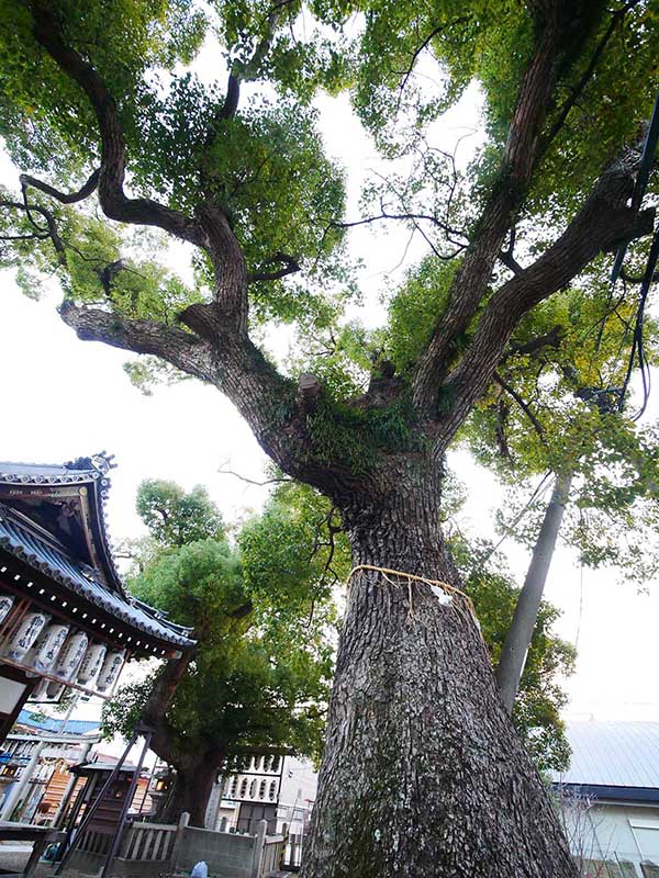 石津太神社のクスノキ102