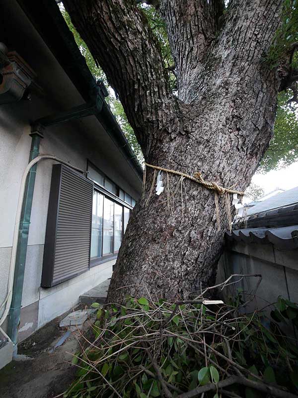 石津太神社社務所のクスノキ