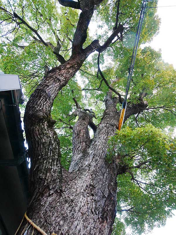 石津太神社社務所のクスノキ