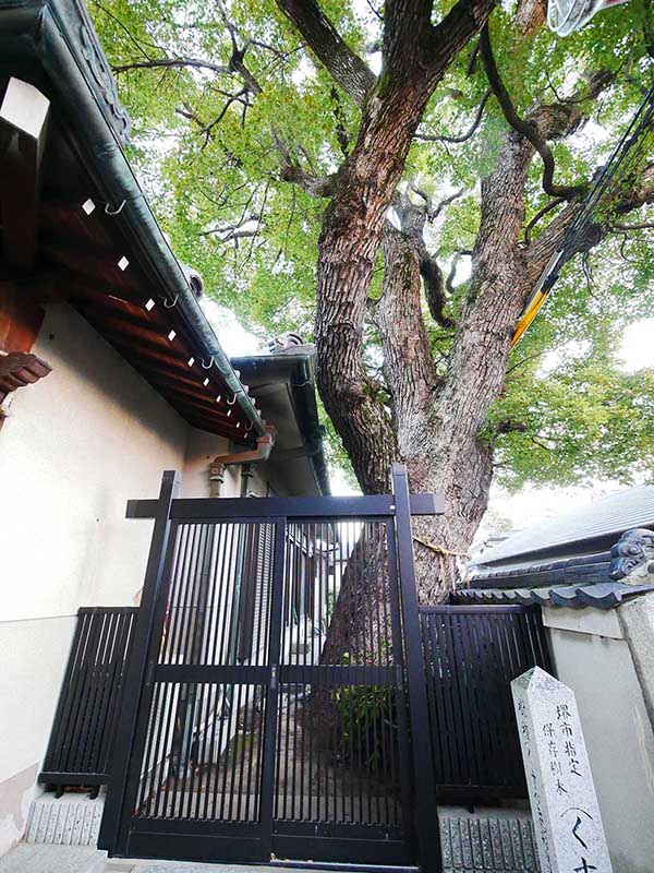 石津太神社社務所のクスノキ