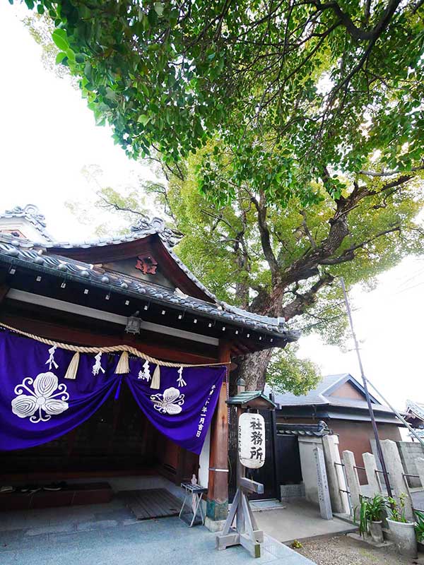 石津太神社社務所のクスノキ