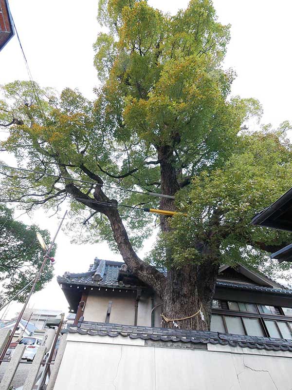 石津太神社社務所のクスノキ