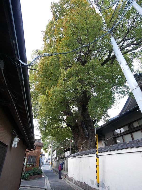 石津太神社社務所のクスノキ