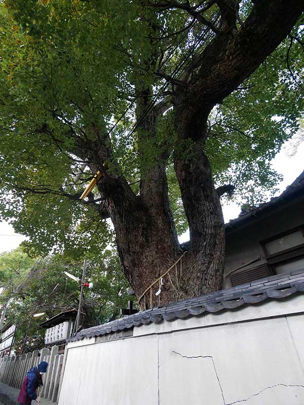 石津太神社社務所のクスノキ