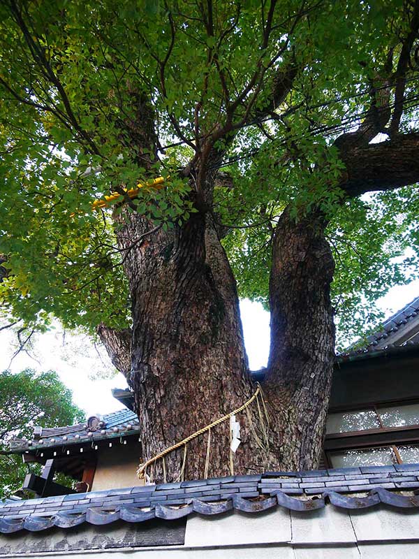 石津太神社社務所のクスノキ