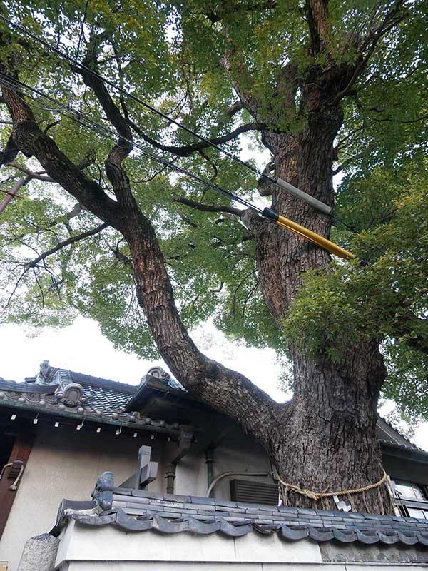 石津太神社社務所のクスノキ