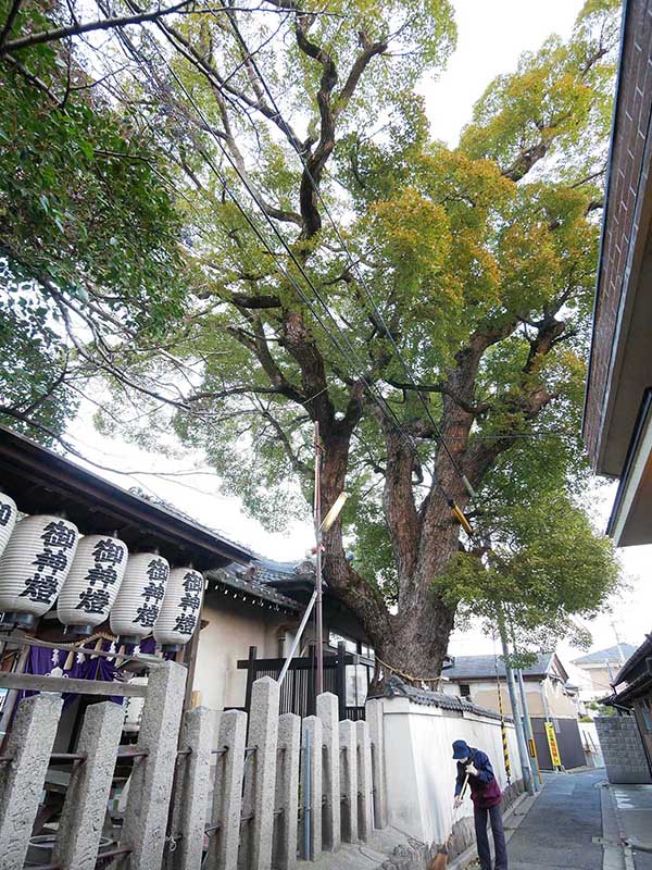 石津太神社社務所のクスノキ