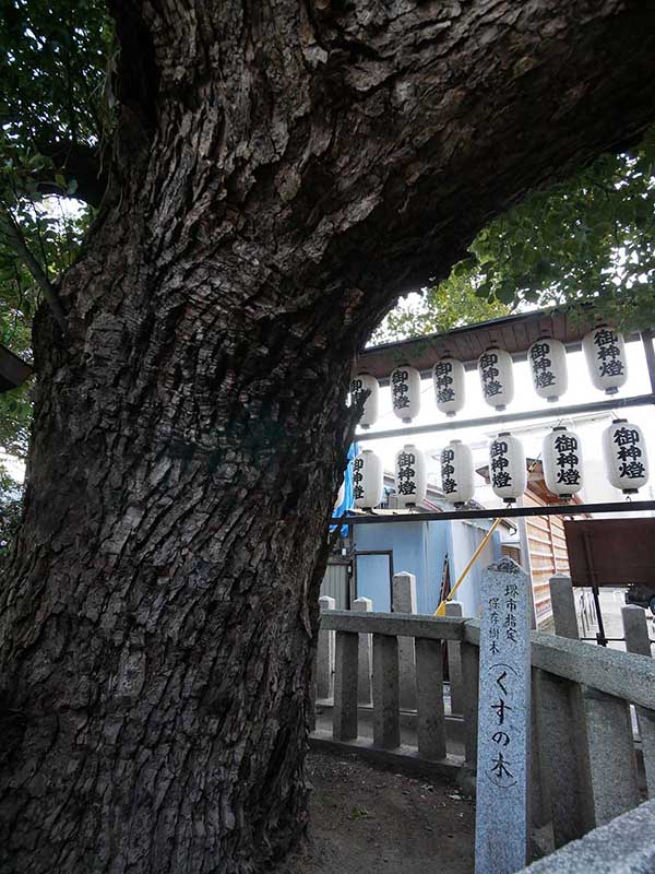 石津太神社の境内社・白蛇社のクスノキ