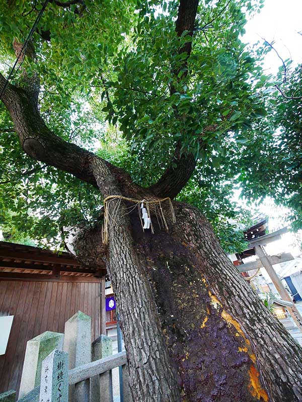 石津太神社の境内社・白蛇社のクスノキ