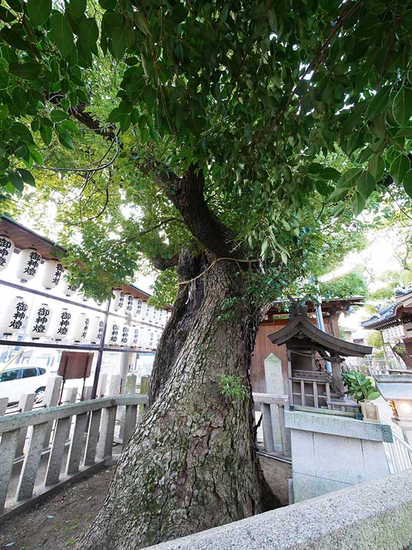 石津太神社の境内社・白蛇社のクスノキ