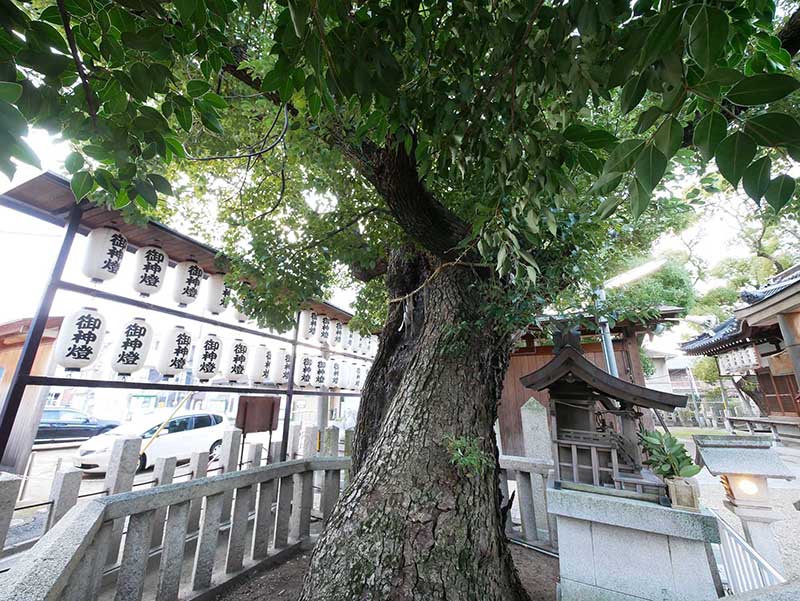 石津太神社の境内社・白蛇社のクスノキ