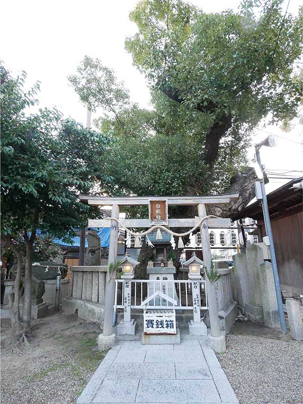 石津太神社の境内社・白蛇社のクスノキ