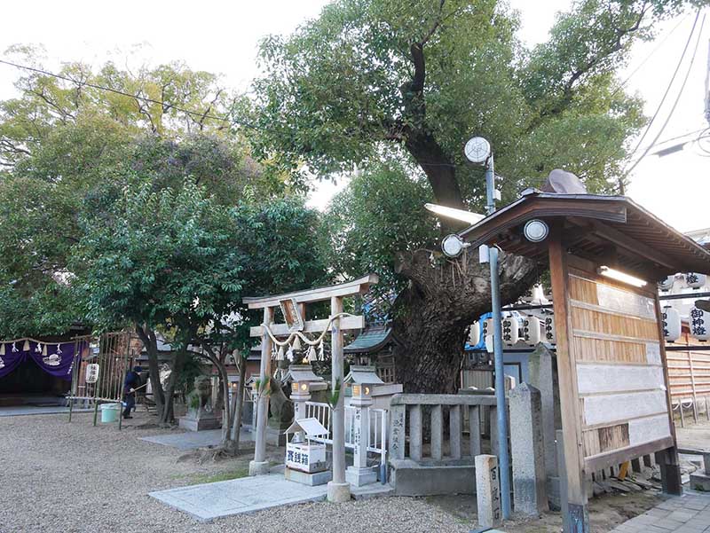 石津太神社の境内社・白蛇社のクスノキ