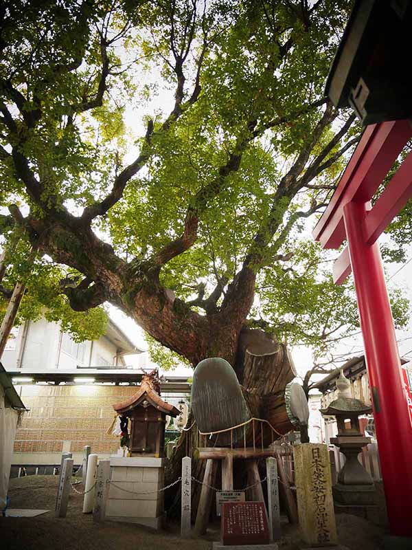 石津神社のクスノキ