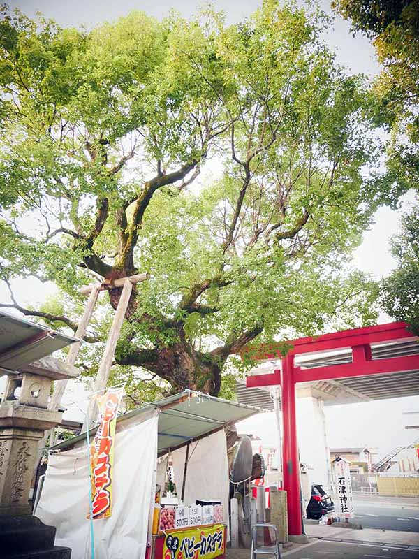 石津神社のクスノキ