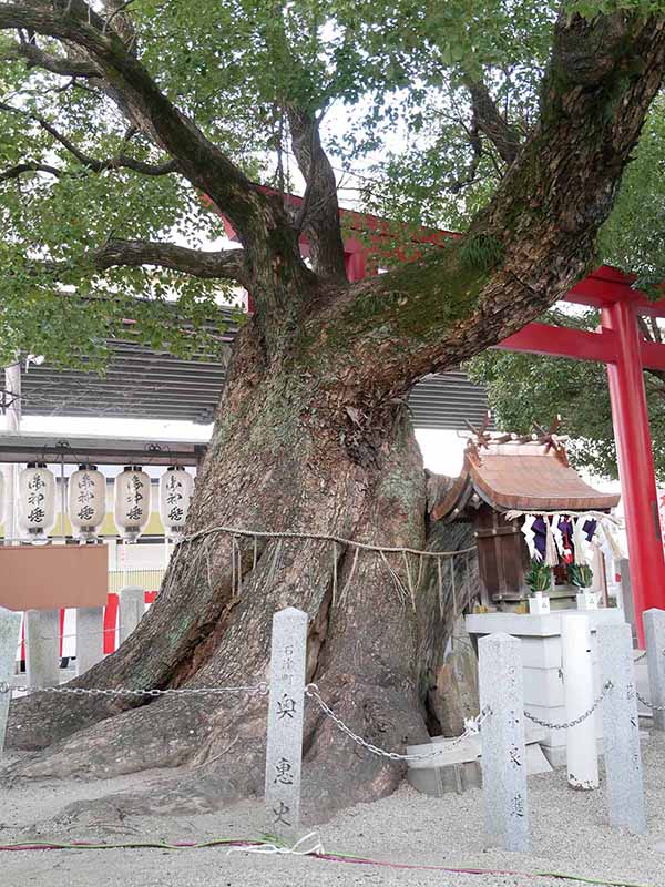 石津神社のクスノキ