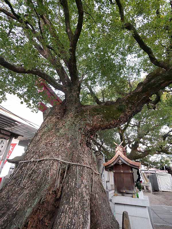 石津神社のクスノキ