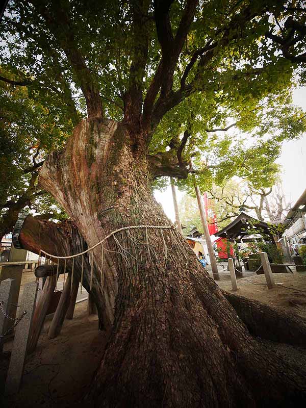 石津神社のクスノキ