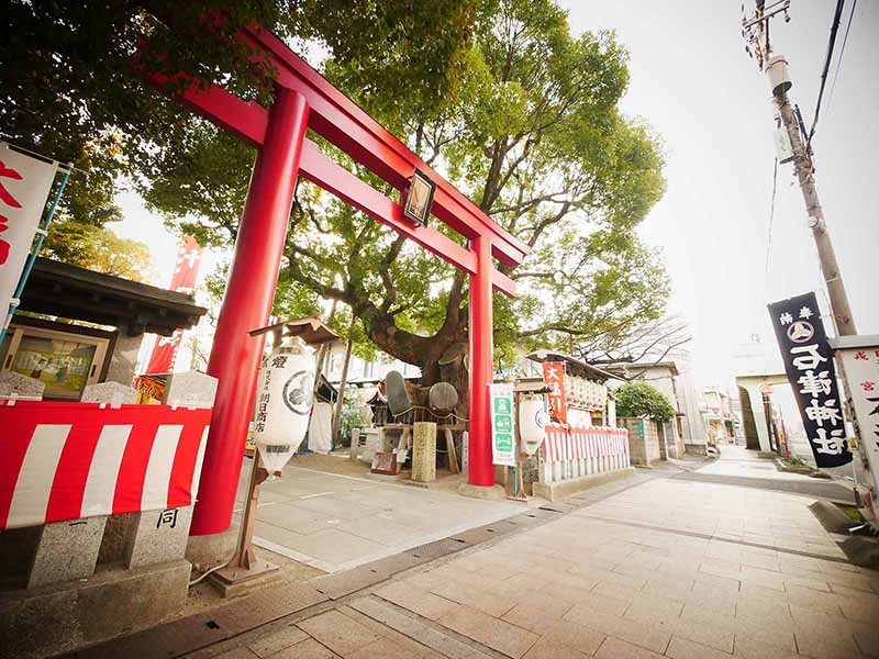 石津神社のクスノキ