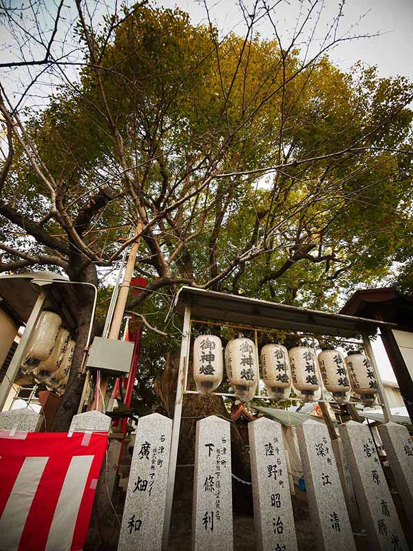 石津神社のクスノキ